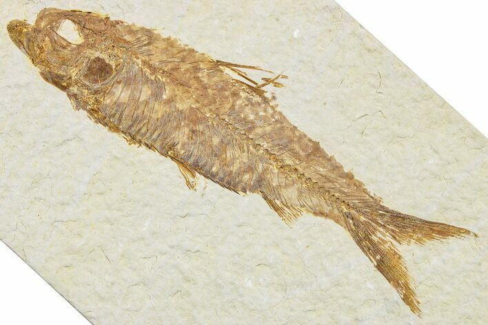 Detailed Fossil Fish (Knightia) - Wyoming #244194